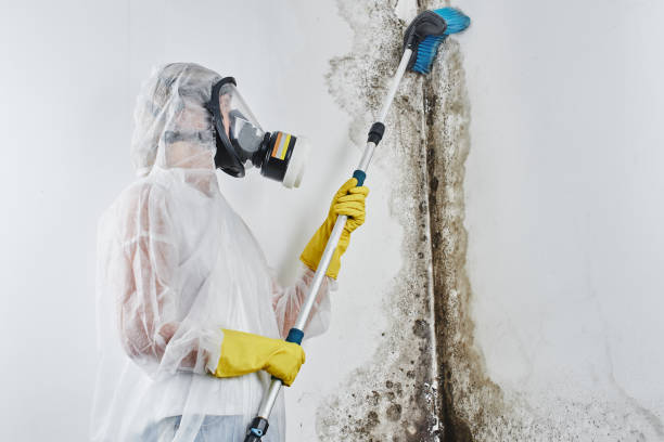 Mold Documentation for Insurance Claims in Dallas Center, IA